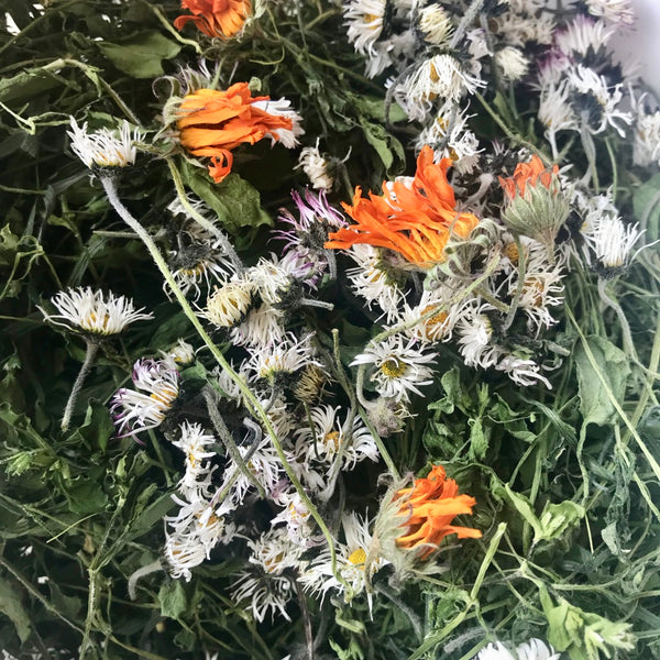 This weekend I foraged Daisies, Nettle, Cleavers, Red Dead Nettle, Chi