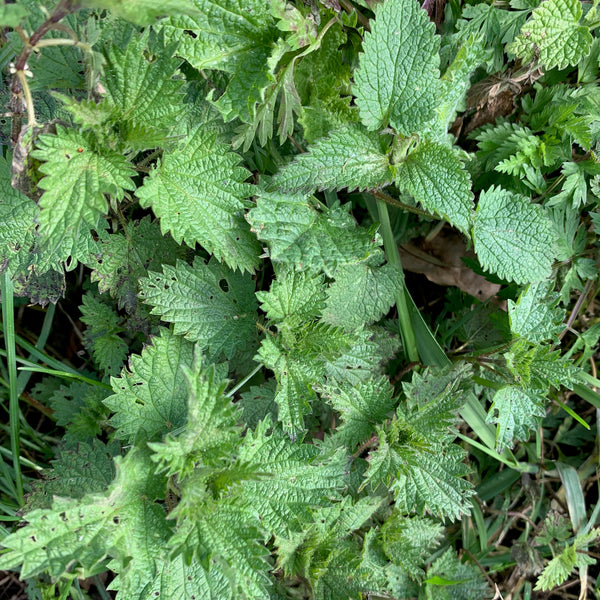 Nettle knowhow