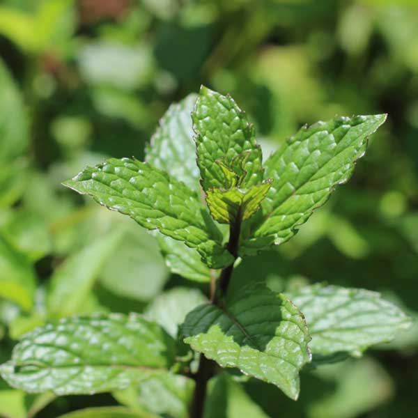 What Plant is Good for Cold and Flu? – Pippettes