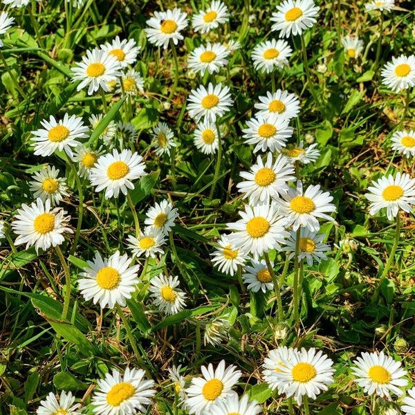 Daisy colony at Pippettes Farm - Bellis perennis