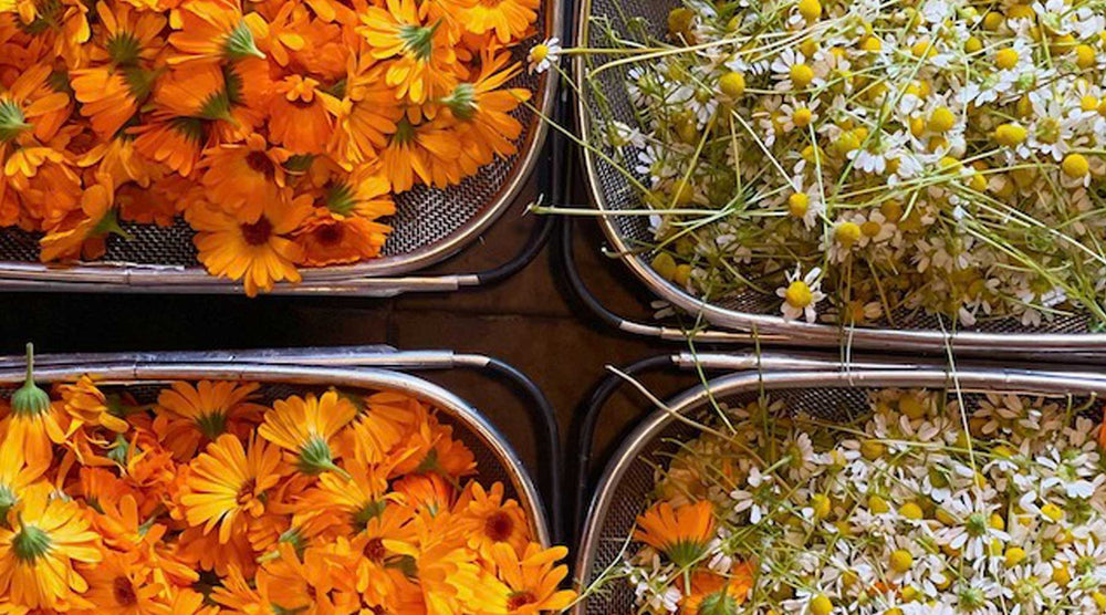 calendula and chamomile being processed for herbal medicine