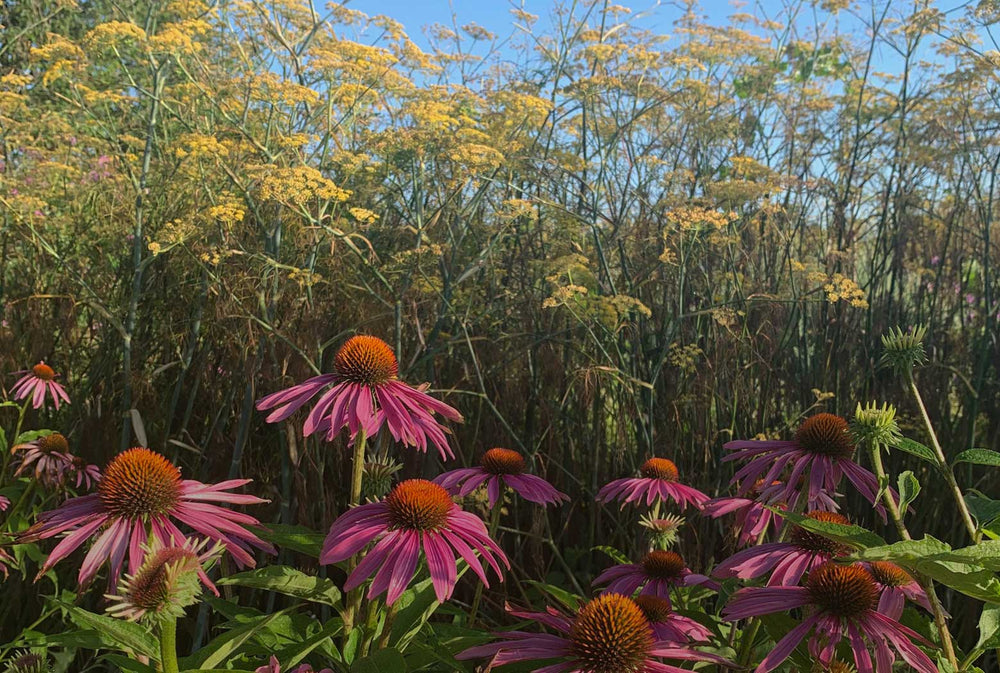 A sunny patch of echinacea and fennel on the farm