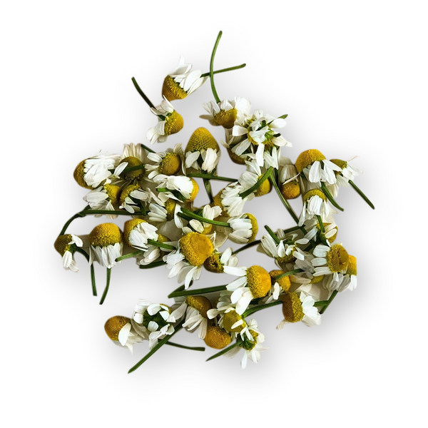 German Chamomile flower tea - Organic Dried Herb