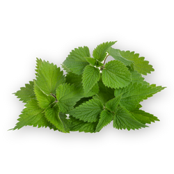 Nettle leaf tea - Dried Herb Organic
