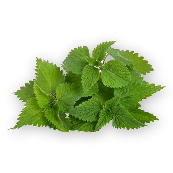 Nettle leaf tea - Dried Herb Organic