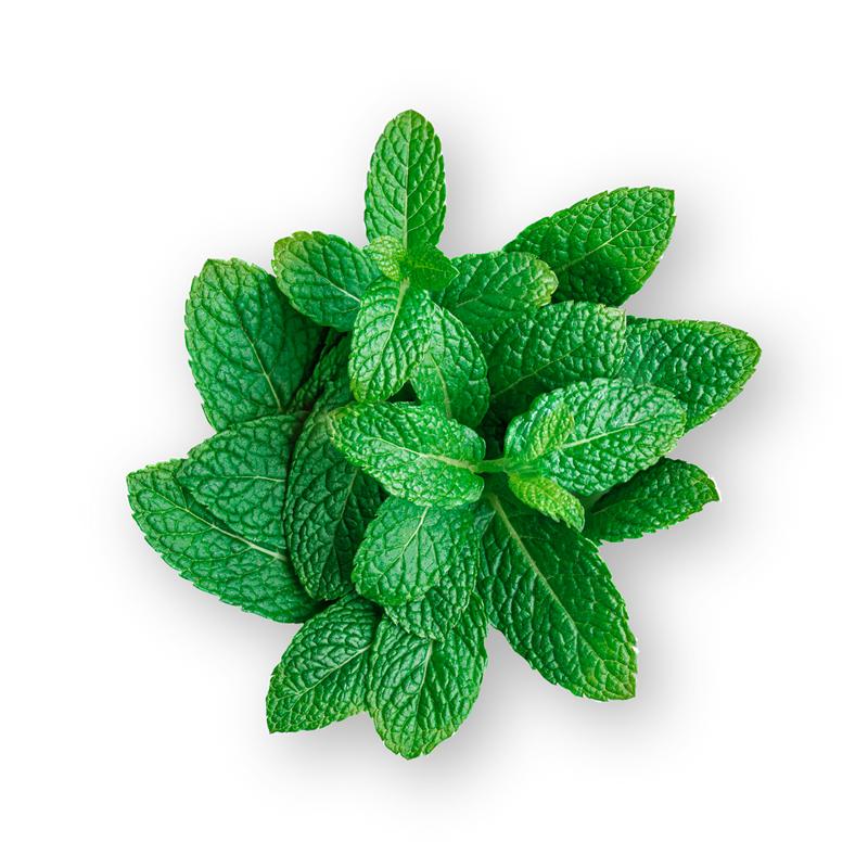 Peppermint Leaf - Dried Herb Tea 50g