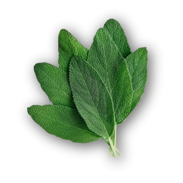 Sage leaf Tea- Dried Herb Organic